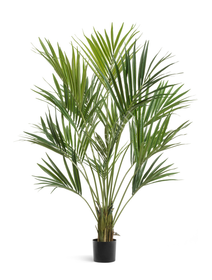 Пальма Кентия (Ховея) де Люкс фото