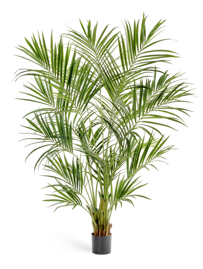 Пальма Кентия (Ховея) де Люкс фото