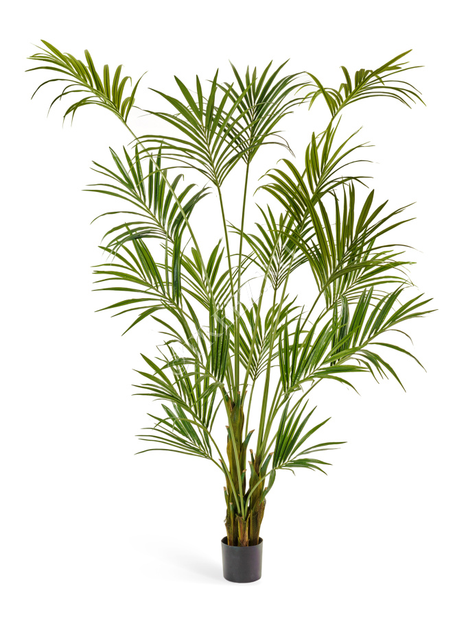 Пальма Кентия (Ховея) фото