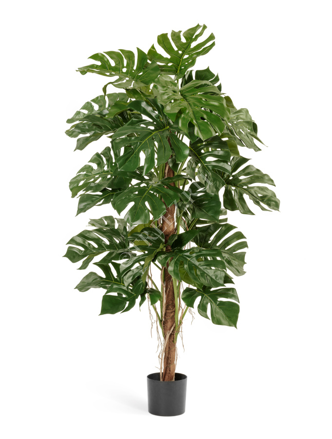 Монстера на стволе фото