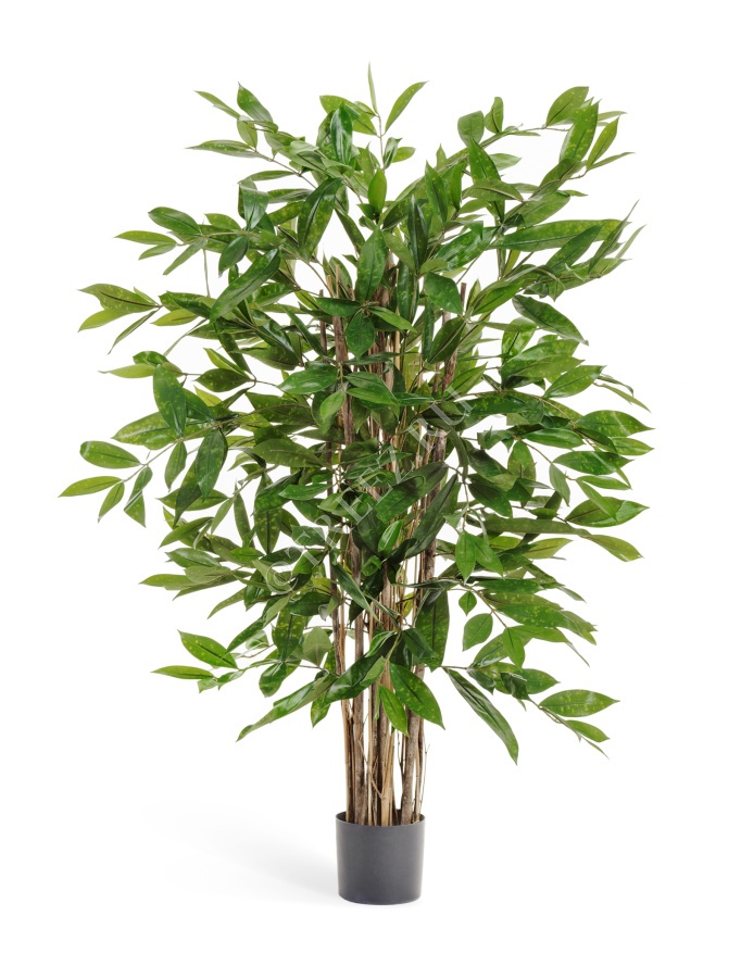 Драцена Саркула Спотти фото