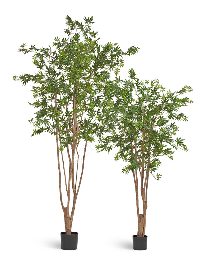 Клён японский Вайлд зелёный фото