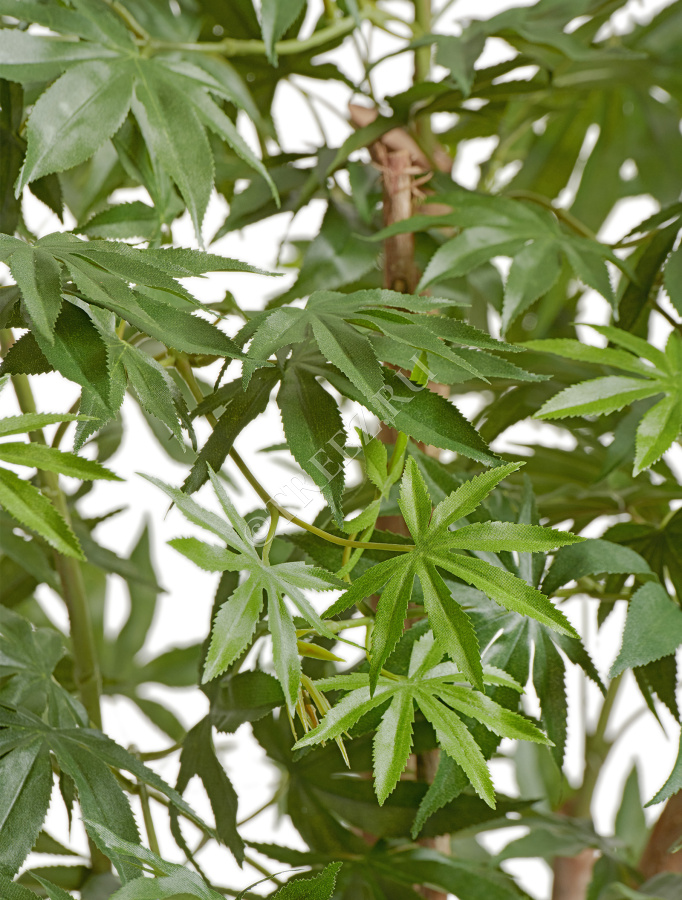 Клён японский Вайлд зелёный фото