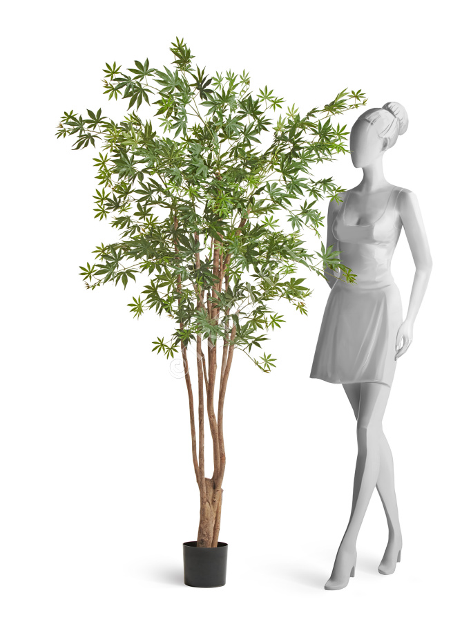 Клён японский Вайлд зелёный фото