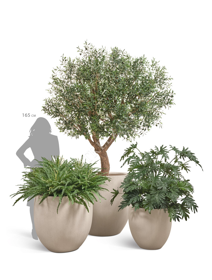 Олива Олден на толстом стволе фото