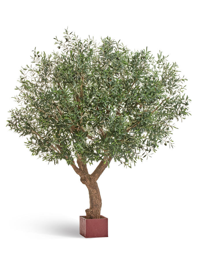 Олива Олден на толстом стволе фото