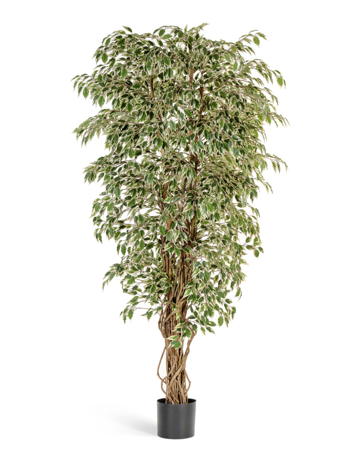 Гавайский фикус лиана пёстролистный фото