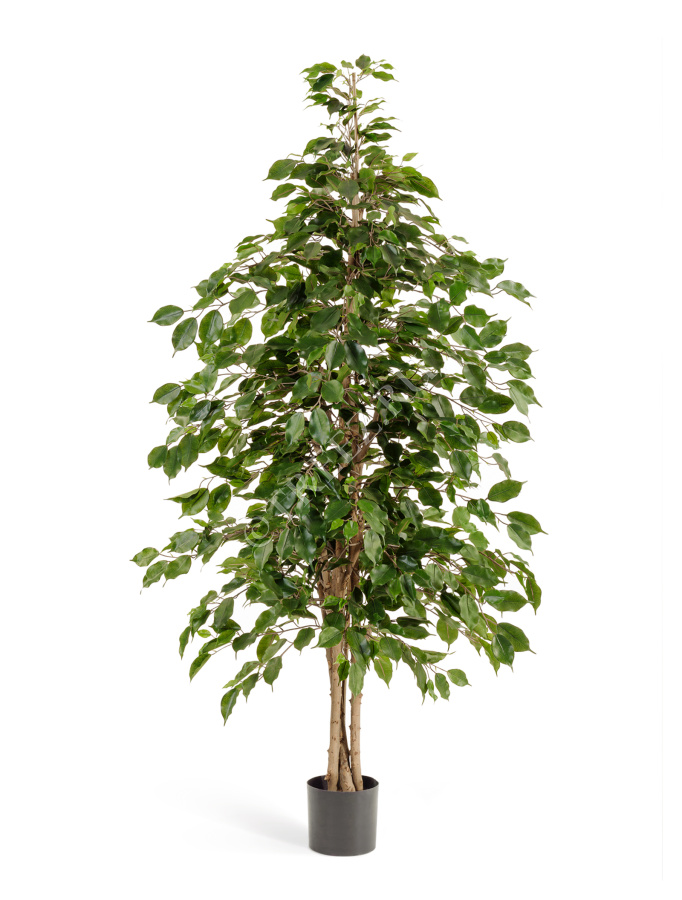 Фикус Бенджамина натуральный фото