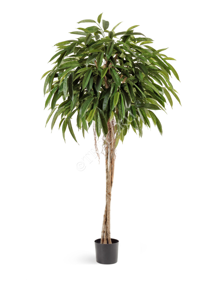 Лонгифолия зонтичная широколистная 180 см фото