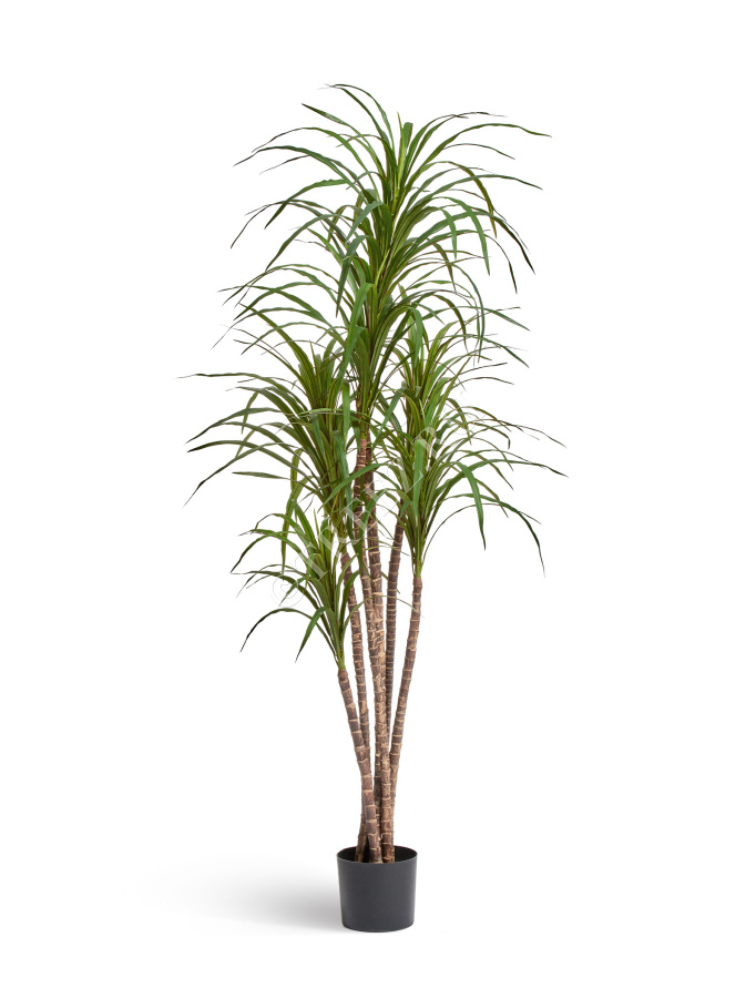 Драцена Маргината фото