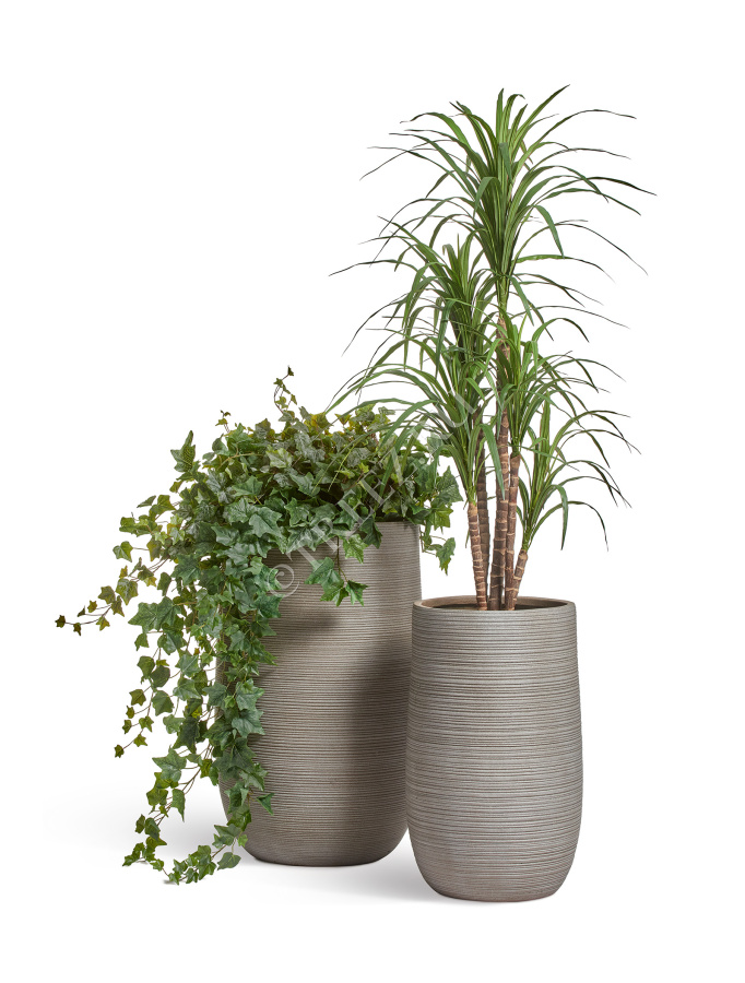 Драцена Маргината фото