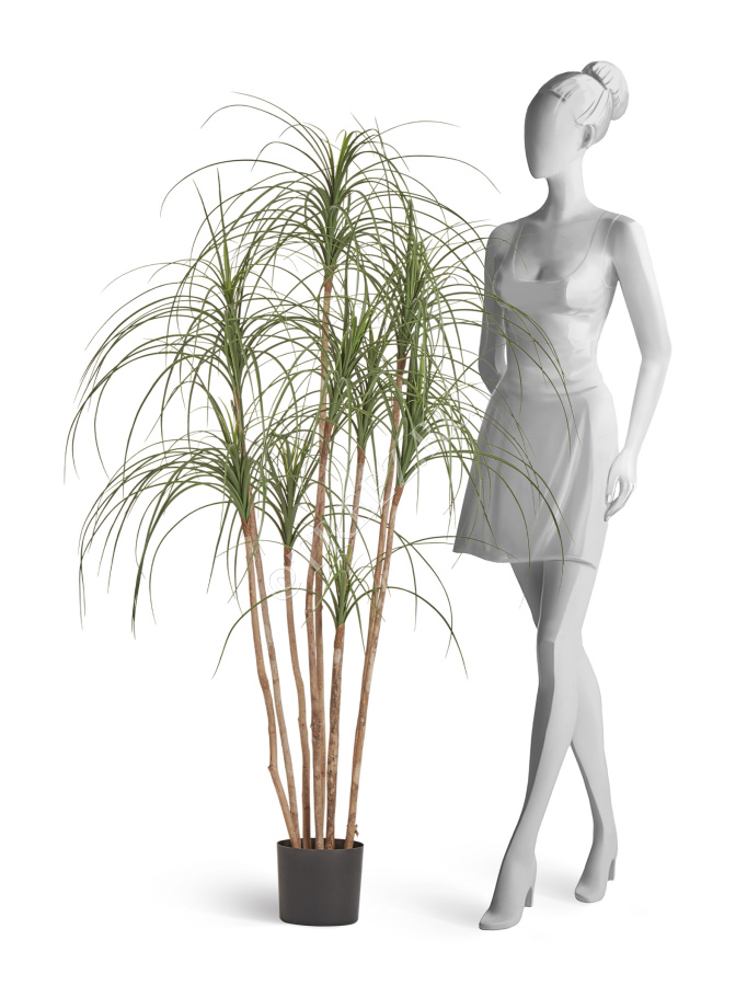 Нолина Нитида фото