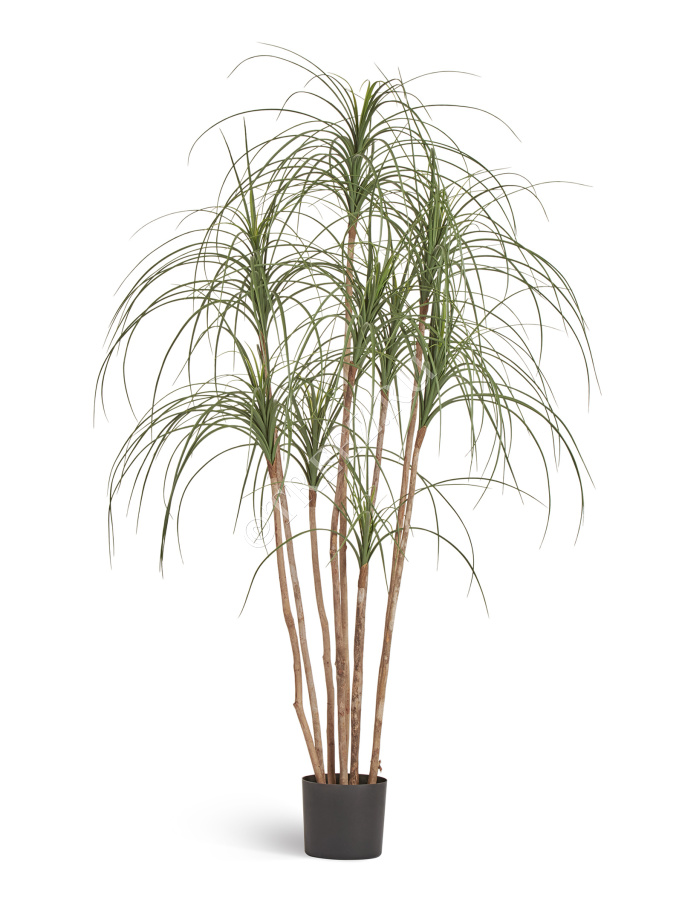 Нолина Нитида фото