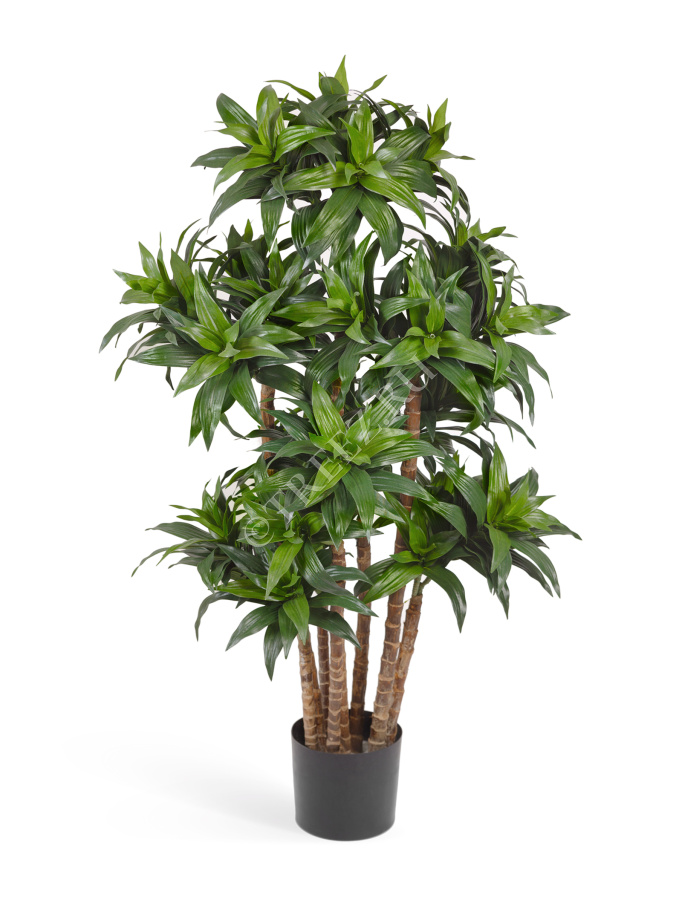 Драцена Компакта фото