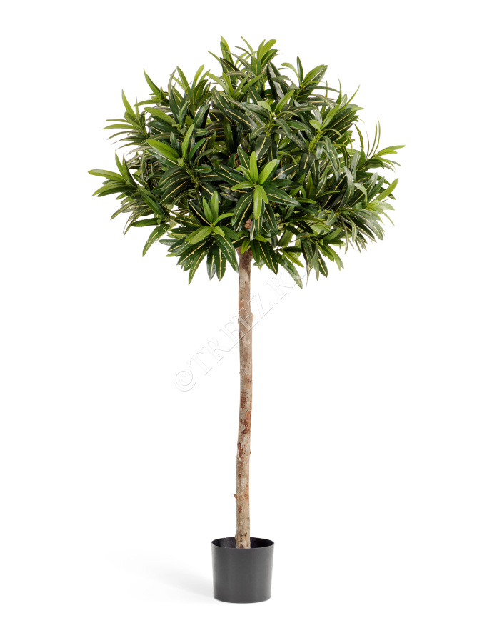 Кротон Голдфингер зонтичный 150 см фото