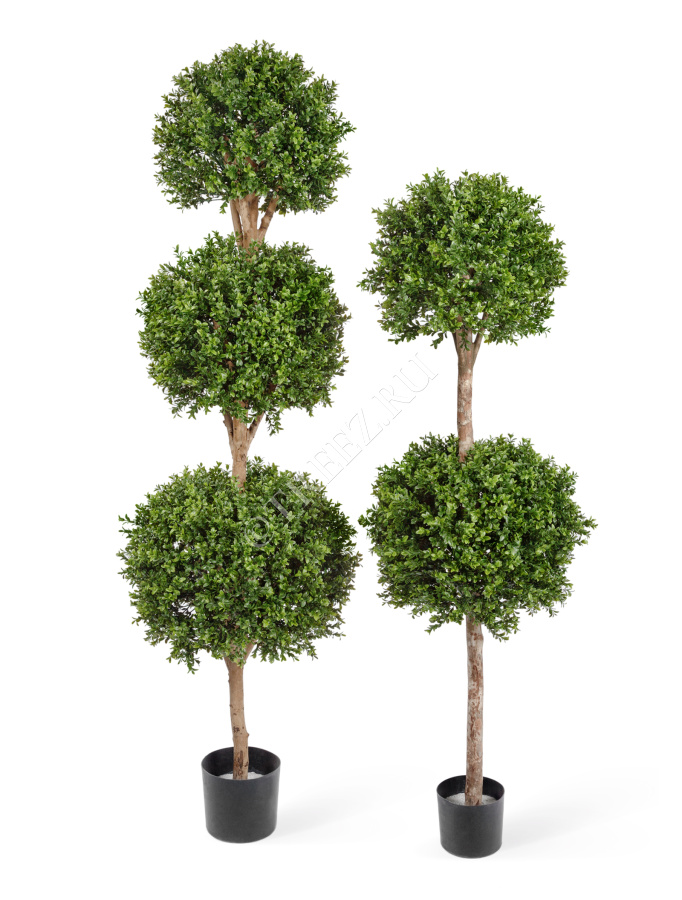 Самшит шар Двойной уличный фото