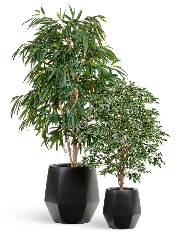 Лонгифолия Роял фото