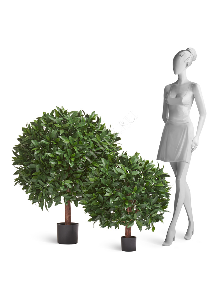 Лавр круглый с UV-фильтром уличный фото