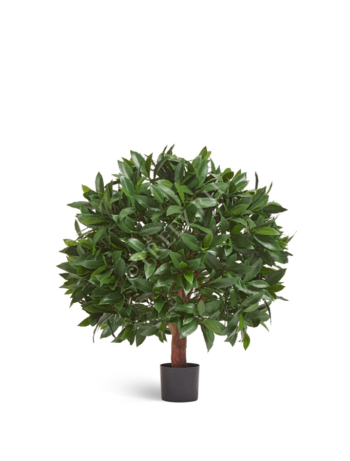 Лавр круглый с UV-фильтром уличный фото