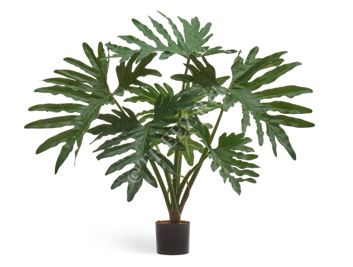 Филодендрон Селло Литл куст фото