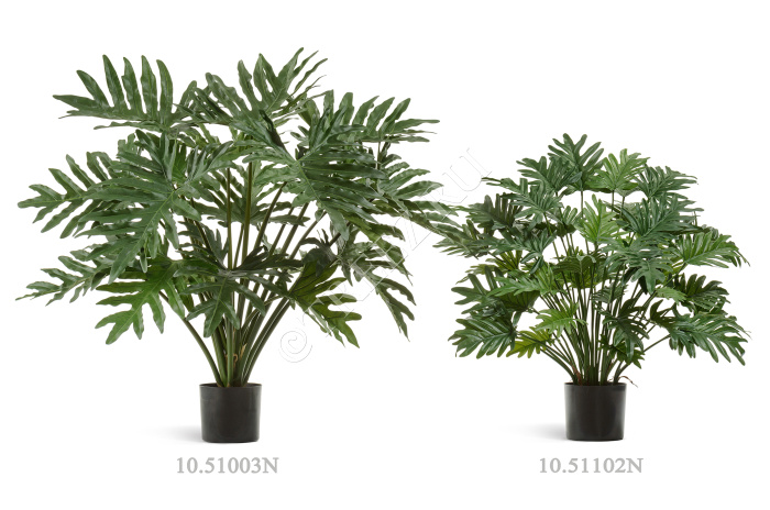 Филодендрон Селло Мидл куст фото