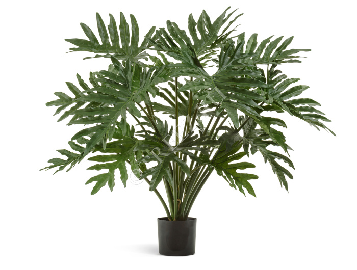 Филодендрон Селло Мидл куст фото