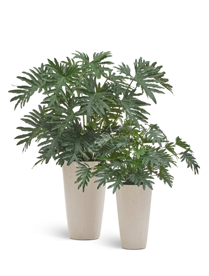 Филодендрон Селло Лардж куст фото