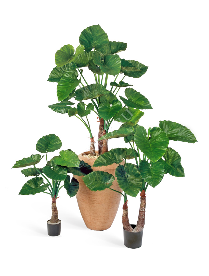 Алоказия Калидора фото