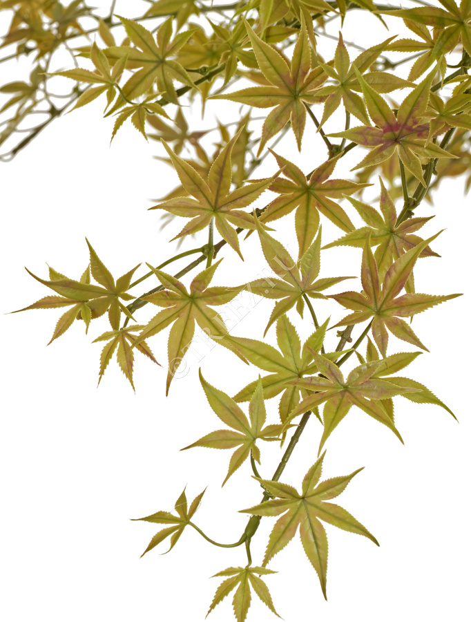 Гигантский Японский клён Баттерфляй фото