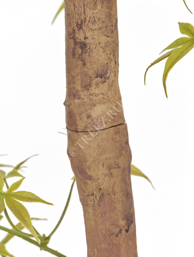 Гигантский Японский клён Баттерфляй фото