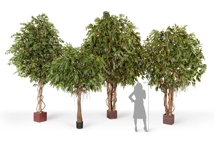 Лонгифолия широколистная Гигантская фото