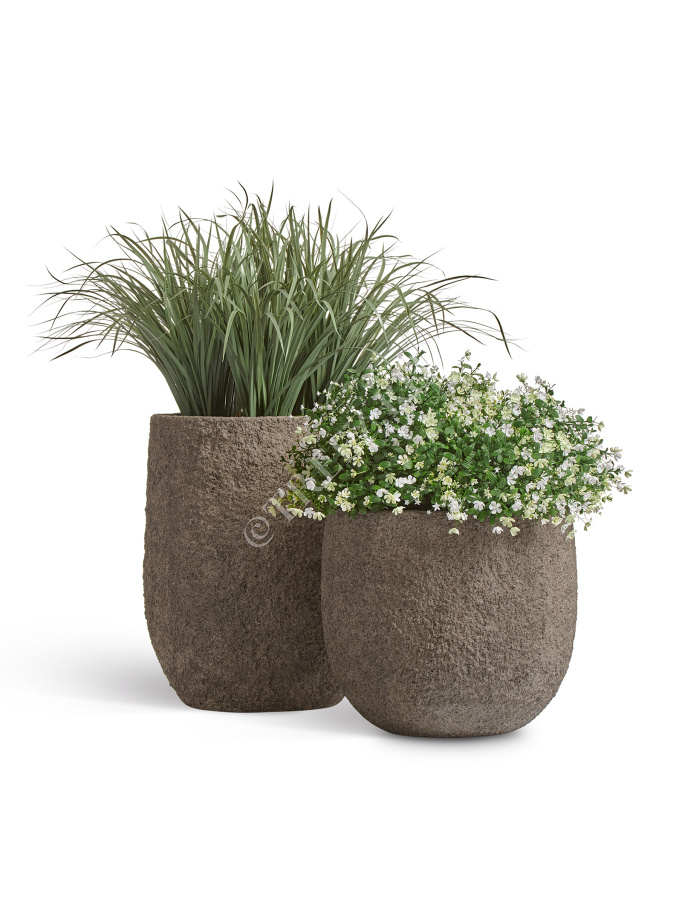 Лемонграсс трава припылённо-зелёная в горшке фото