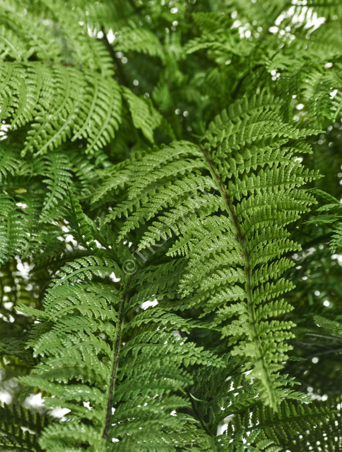 Папоротник Вудвардия большой фото