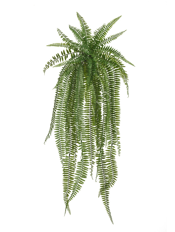 Папоротник Бостон Элегант ампельный фото