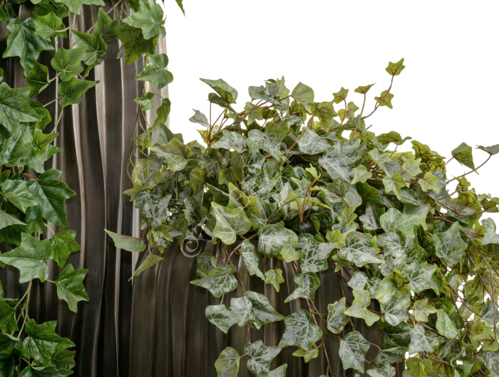 Английский плющ Олд Тэмпл припылённо-зелёный фото