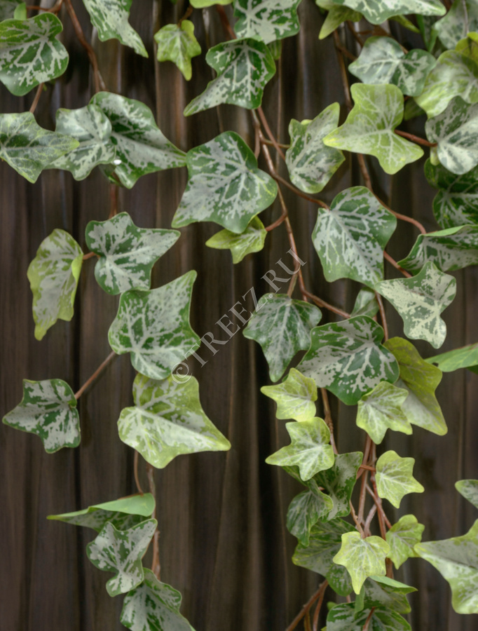 Английский плющ Олд Тэмпл припылённо-зелёный фото
