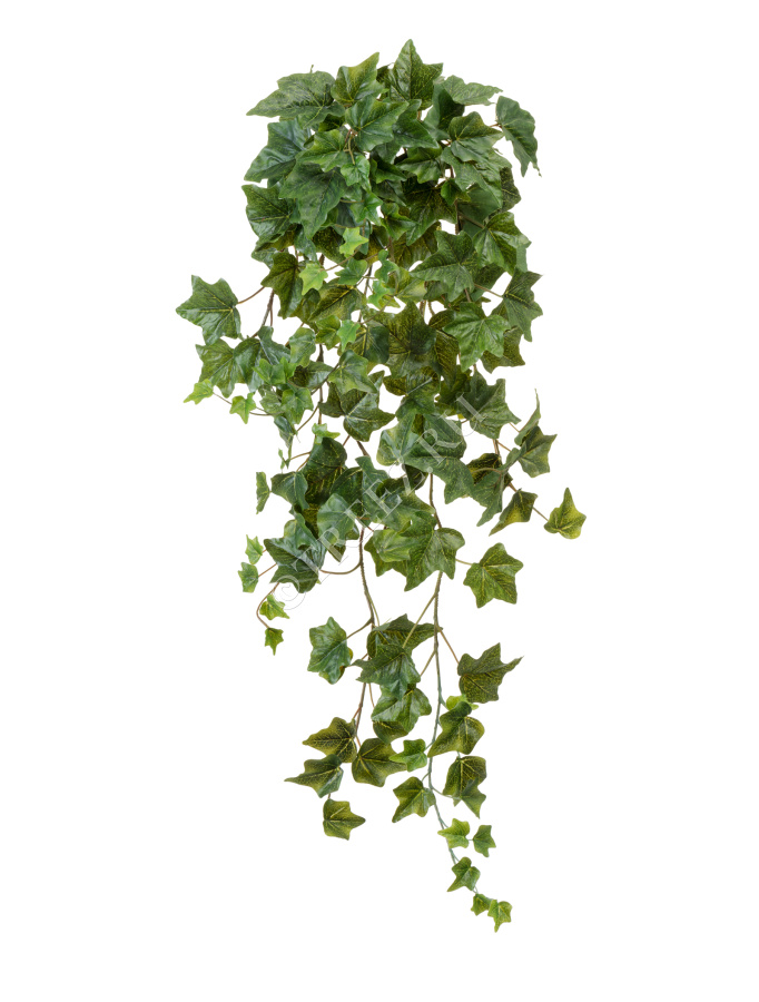 Английский плющ Биг Олд Тэмпл крупнолистный зелёный фото