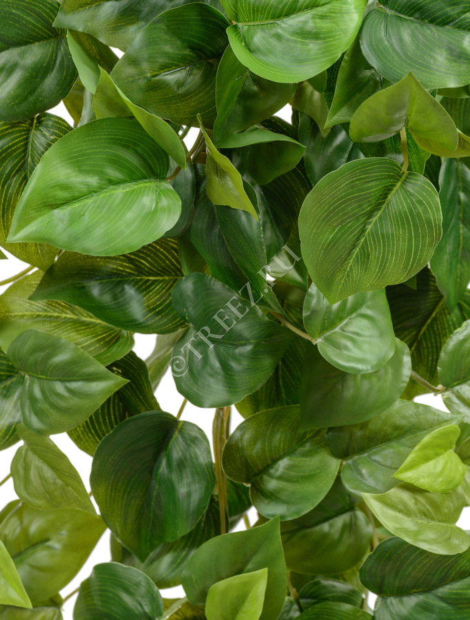 Филодендрон Сканденс ампельный фото