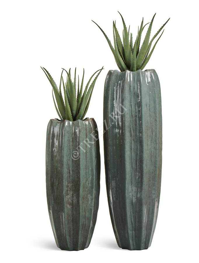 Алоэ куст в горшке фото