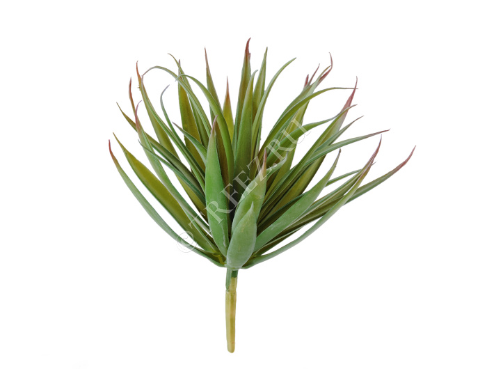 Суккулент Трава Пик зелёная с бордовыми кончиками фото