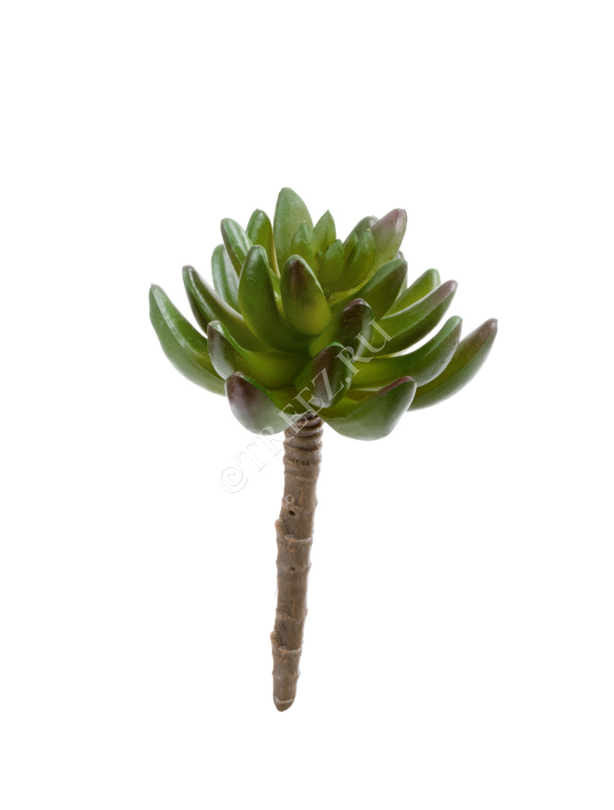 Суккулент Синокрассула зелёная фото