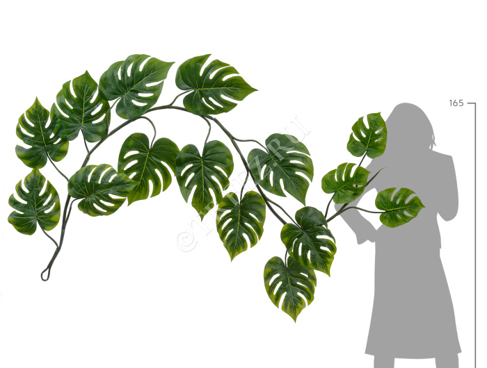 Монстера Giant лиана фото