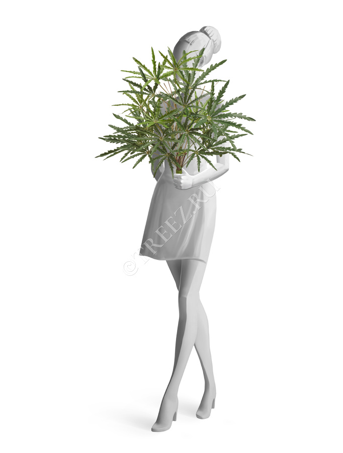 Аралия зелёная куст фото