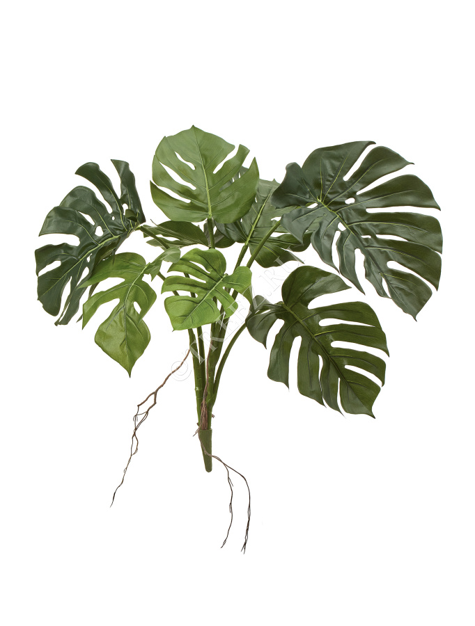 Монстера куст фото