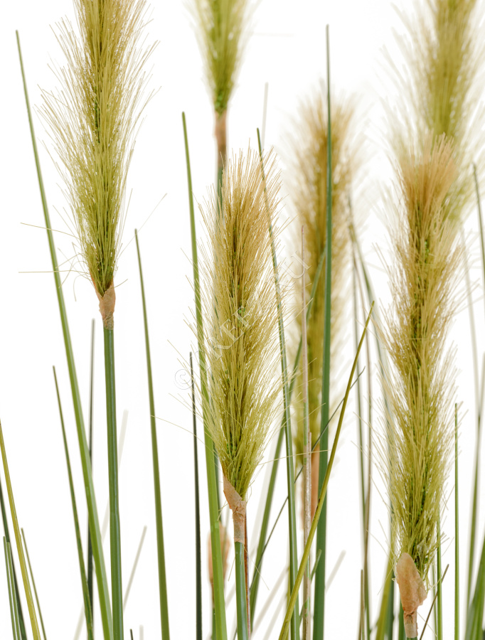 Трава Осока Элеганс куст с зелёными султанами фото