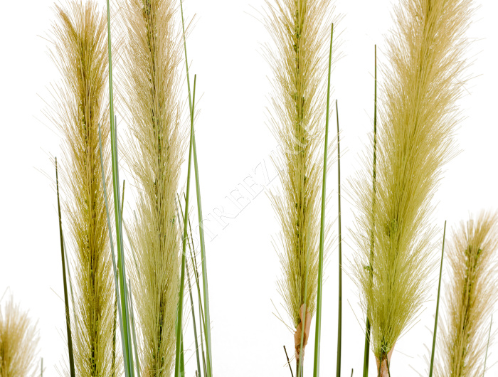 Трава Осока Элеганс куст с зелёными султанами фото