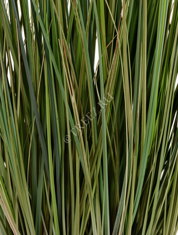 Трава Осока Элеганс куст с зелёными султанами фото