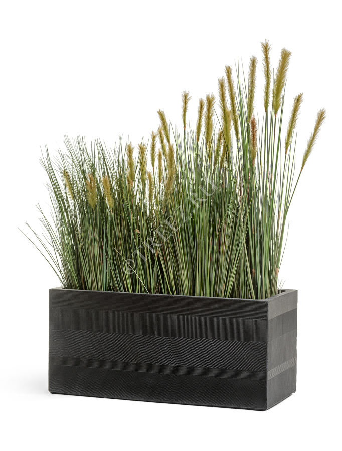 Трава Осока Элеганс куст с зелёными султанами фото