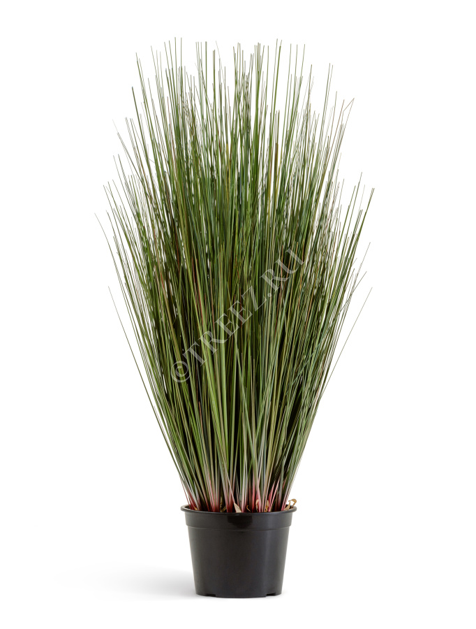 Трава Осока куст фото