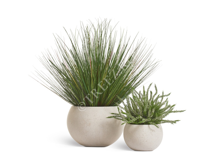 Трава Осока горная куст фото